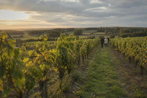 Half-Day Vineyard Van Tour, Nantes