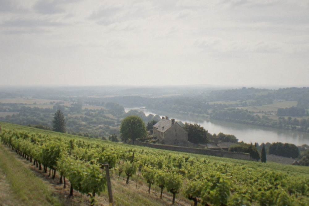 Rows of Muscadet vines on a slope above a stone farmhouse in the Sèvre valley south of Nantes