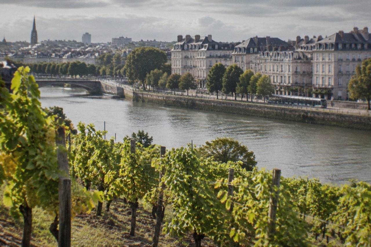 Rows of Melon de Bourgogne vines on a gentle slope near Nantes, with pale grapes ripening in afternoon sun