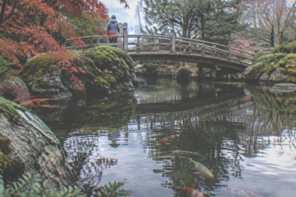 Koi pond surface reflecting stone and greenery in a Japanese garden