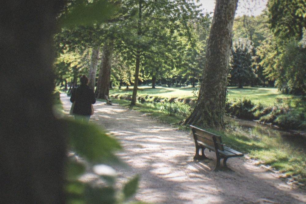 Sunlight falling through tall trees onto a quiet park pathway