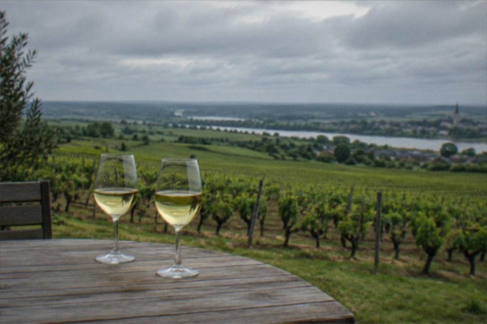 Two wine glasses of pale white Muscadet on a wooden table beside a vineyard view