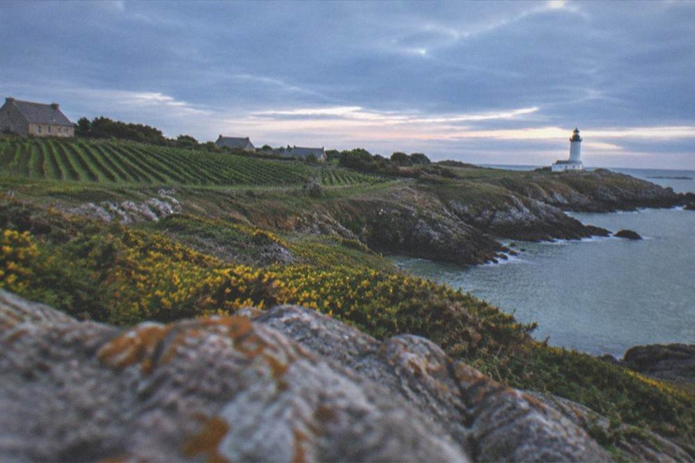 Rows of vines on a sunny slope with a stone farmhouse and the sea far in the distance