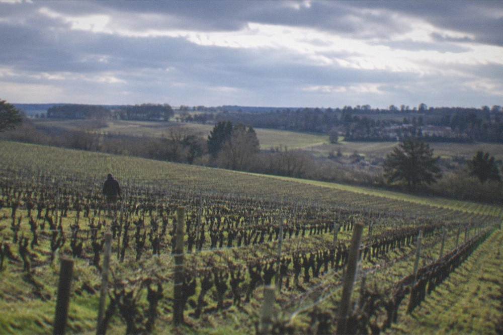 Rows of Muscadet vines in the countryside near Nantes