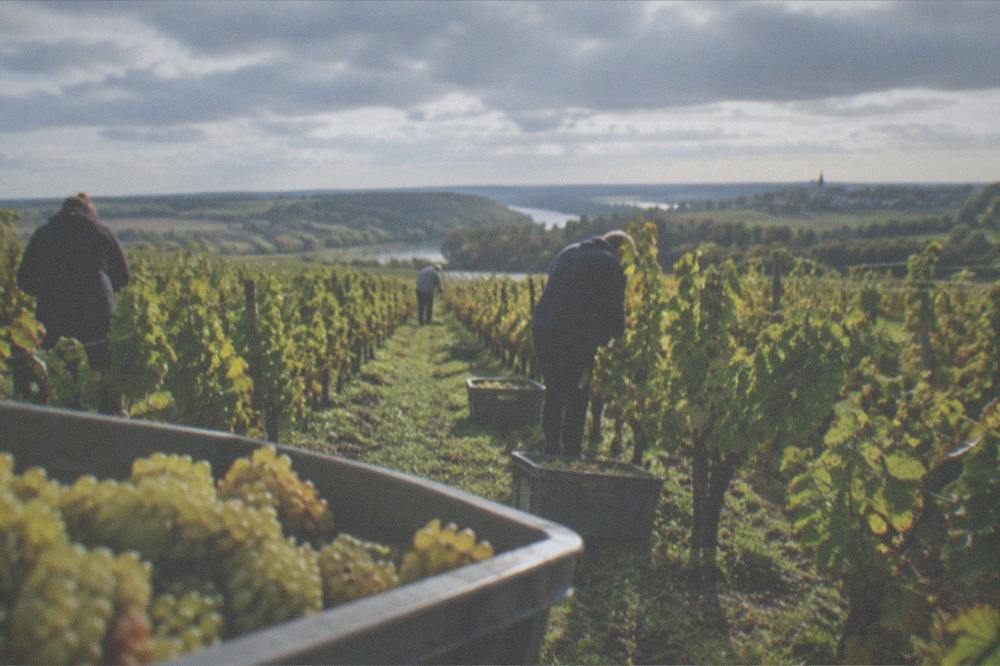 Grape pickers moving through rows of vines with crates during a sunny harvest morning