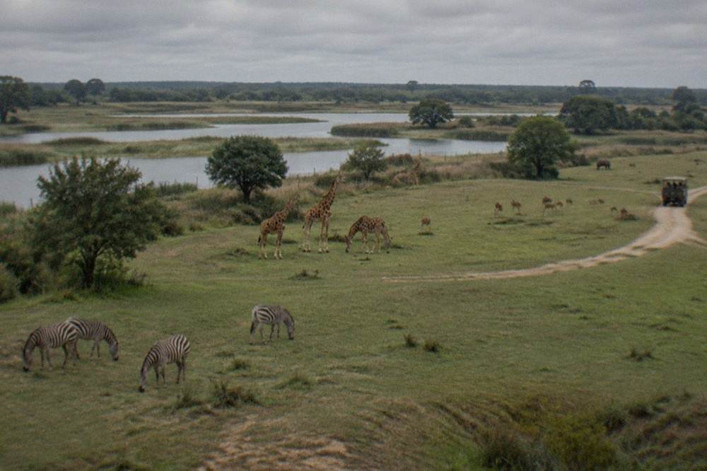 Wide wetland landscape with reeds, drainage channels and a distant tree line under a grey sky
