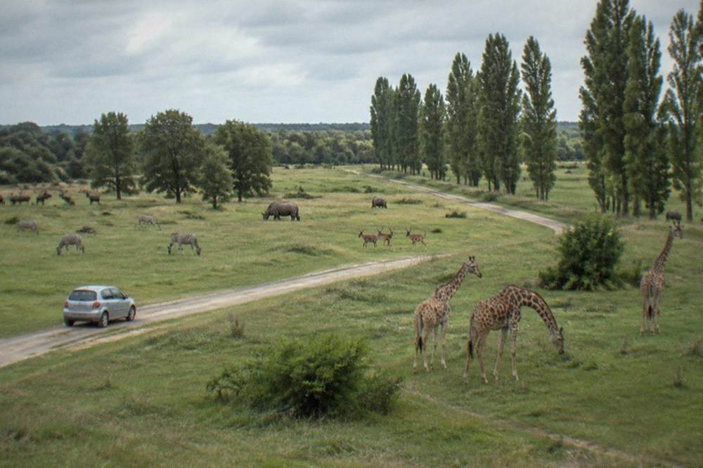 A small hire car on a straight country road between flat green fields and a line of poplar trees