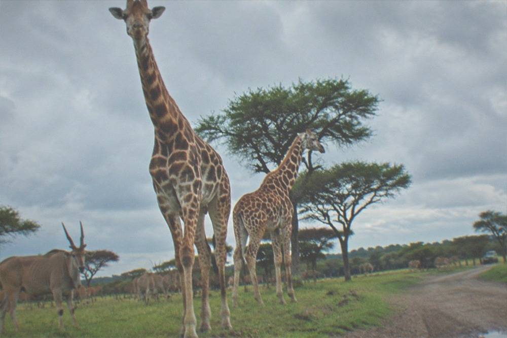 Giraffes and antelope standing near a dirt track beside acacia-shaped trees in an open reserve