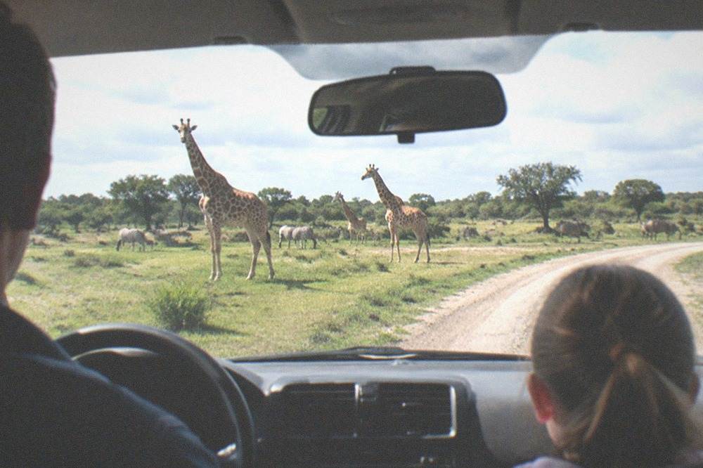 A family inside a car watching animals through the windscreen on a sunny safari track