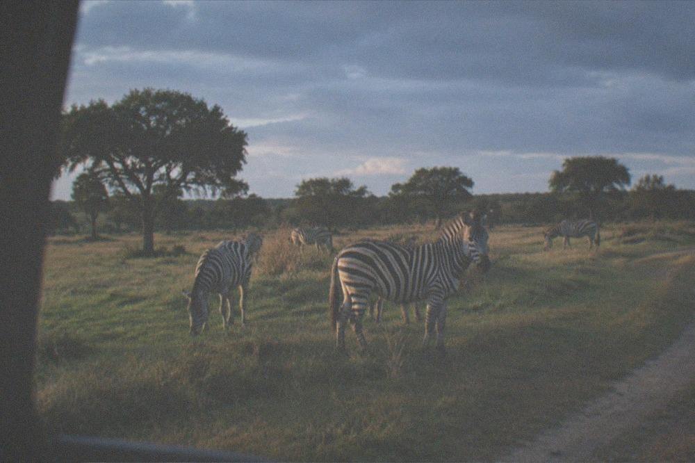 Zebras standing in golden evening light on open grassland with scattered trees