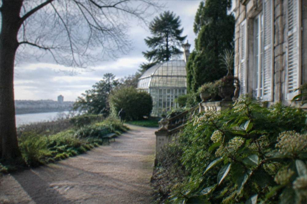 Botanical garden path with mature trees and a greenhouse in soft morning light