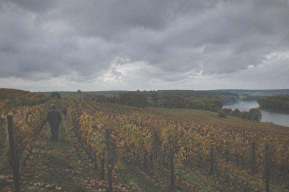 Golden autumn light over the Muscadet vineyards south of Nantes