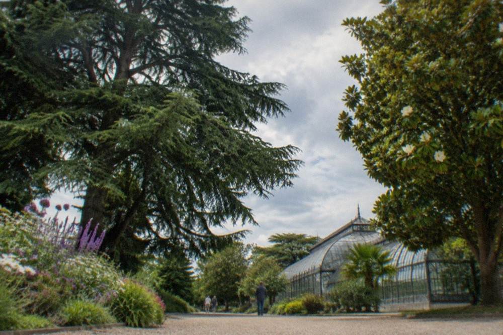 Flowerbeds and tall trees beside a path in a city botanical garden