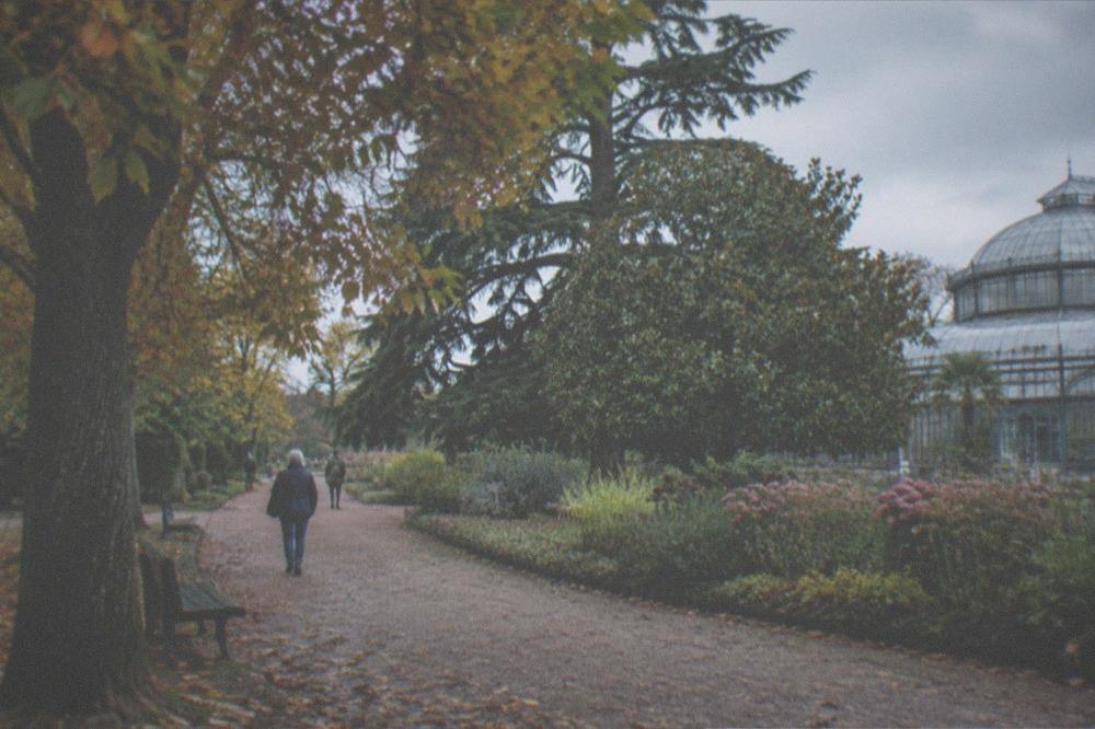 Autumn trees over a garden path with fallen leaves and mild light