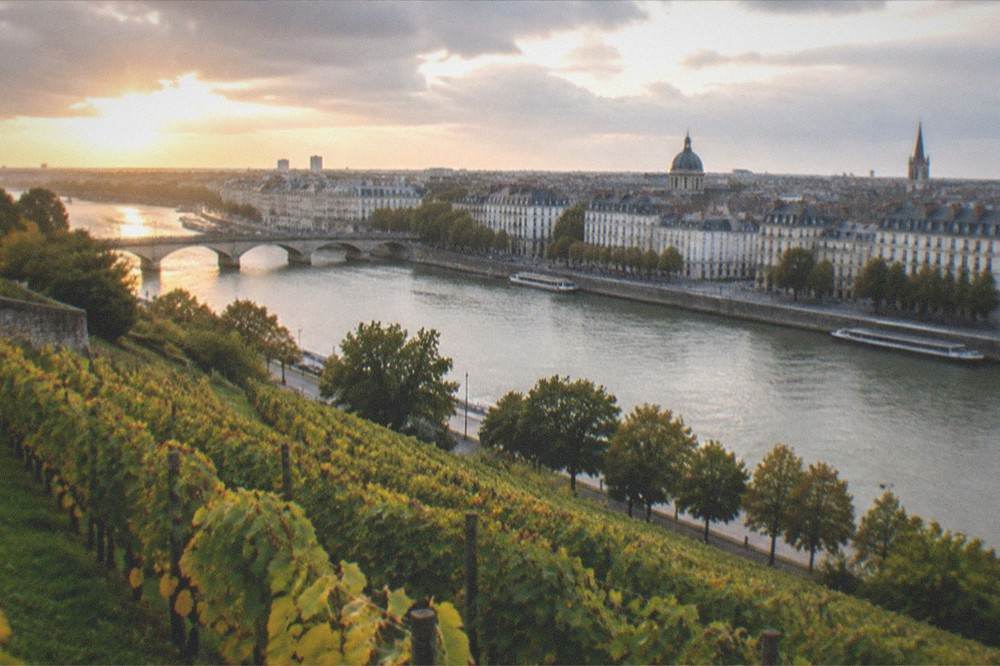Vineyard rows on a slope above a river valley near Nantes in soft evening light