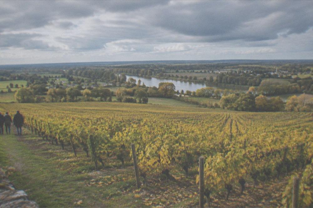 Rows of vines with yellowing leaves in early autumn sunshine